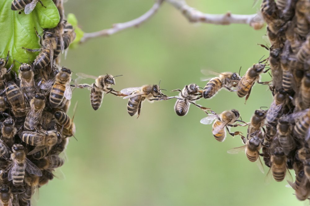 Bees make metaphor for concept of teamwork, cooperation, trust,